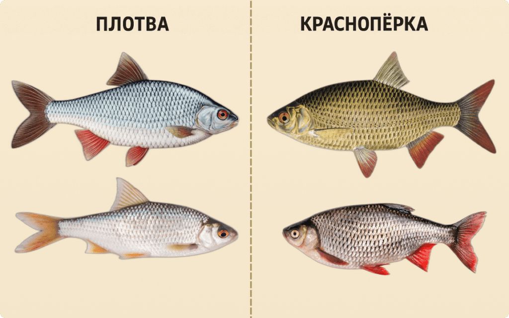 krasnopyorka-v-sravnenii-s-plotvoj-1-1024x641 Красноперка: описание, ареал обитания, особенности поведения